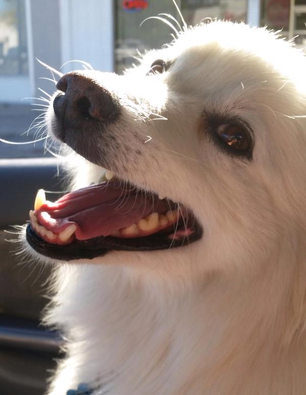 /Images/uploads/Humane Society of Utah/HSUCalendar/entries/1612thumb.jpg
